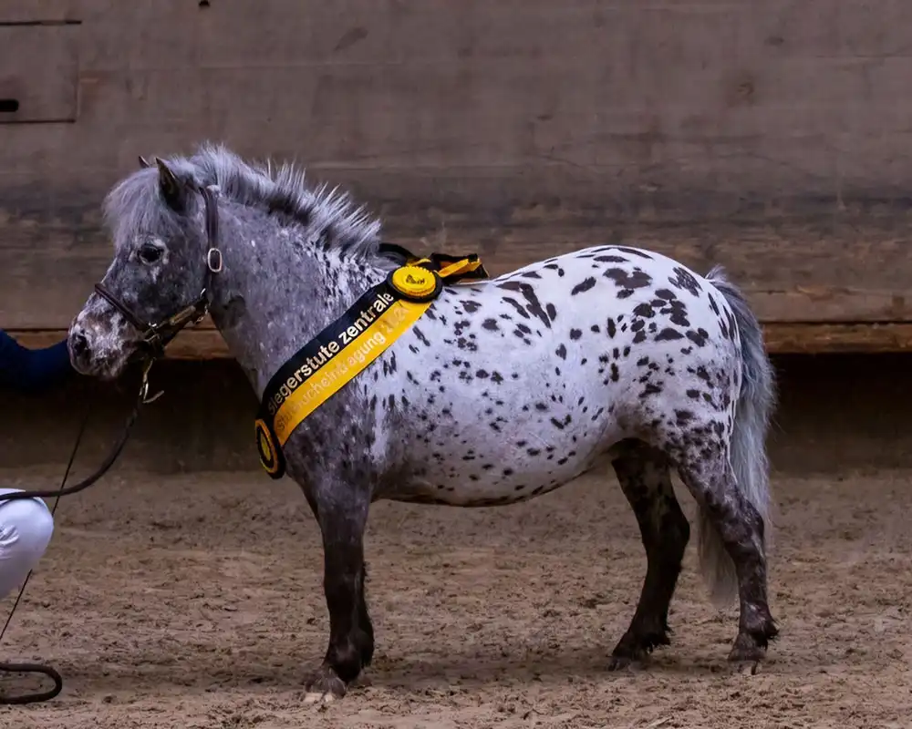 Bibi van Stal`t Hofke