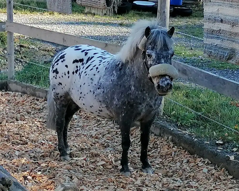 Bibi van Stal`t Hofke