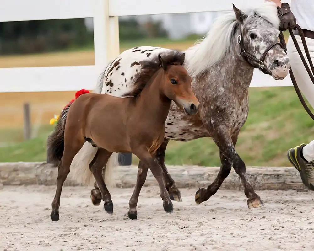 Mühlbächles Bibolino