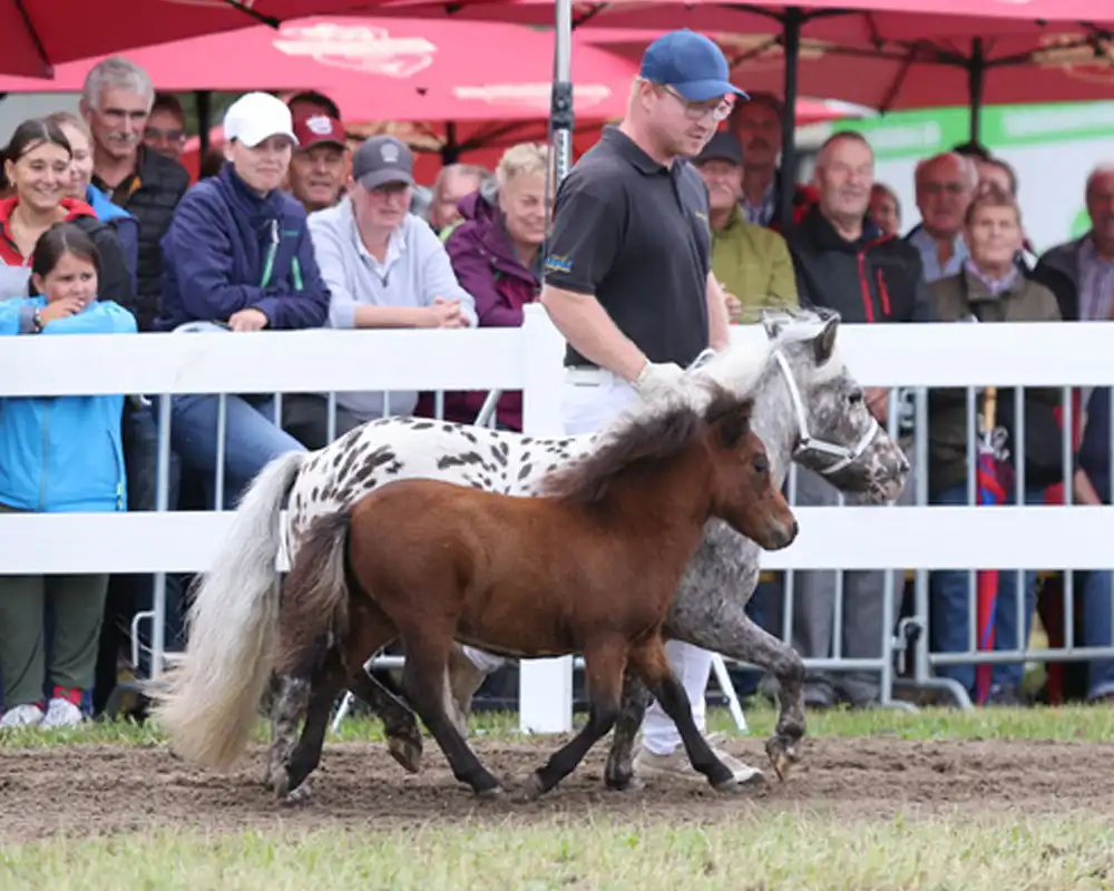 Mühlbächles Bibolino