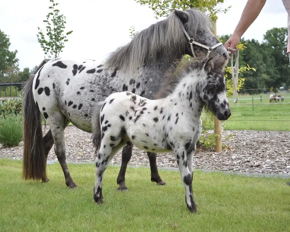 Nirello van de Schuurmanhoeve