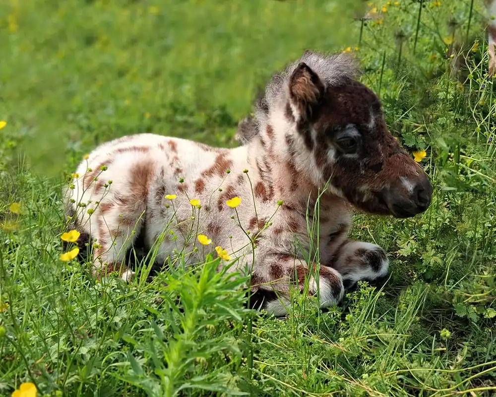 Mühlbächles Domino