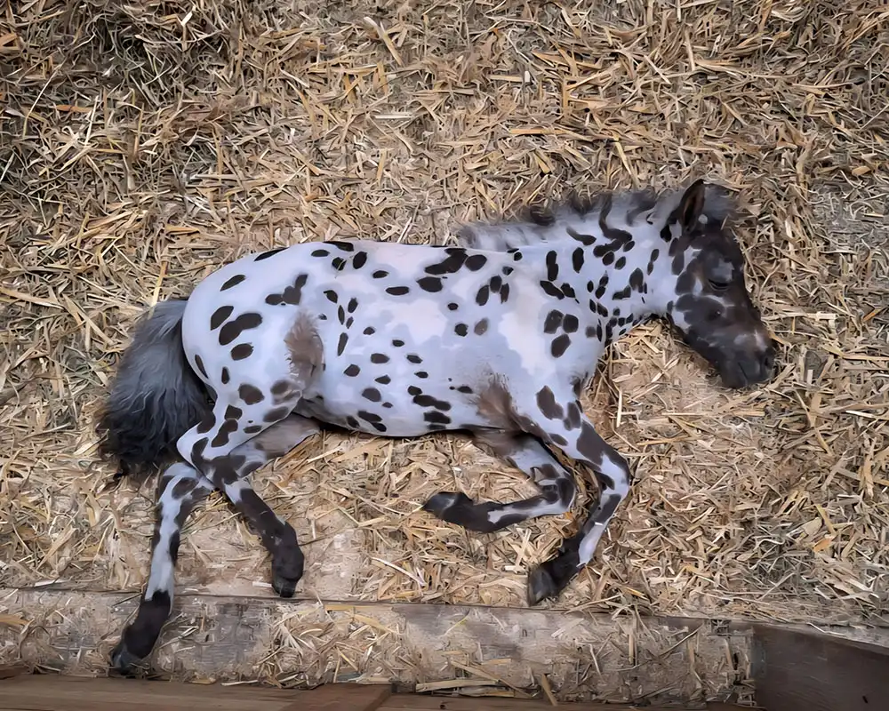 Mühlbächles Domino