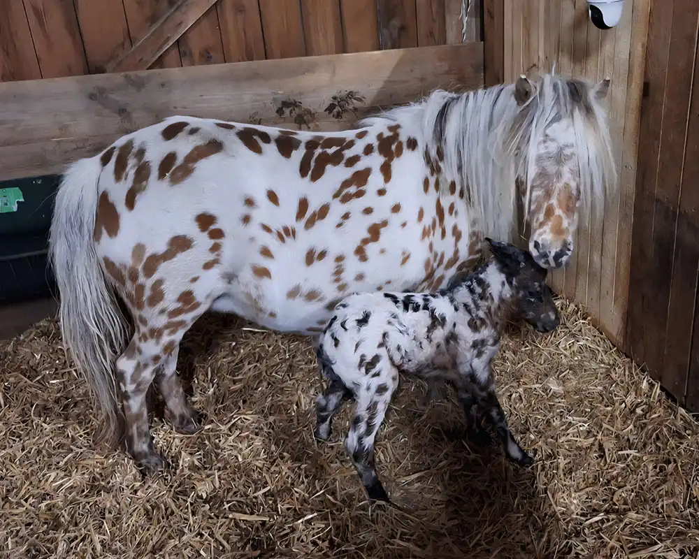 Mühlbächles Domino