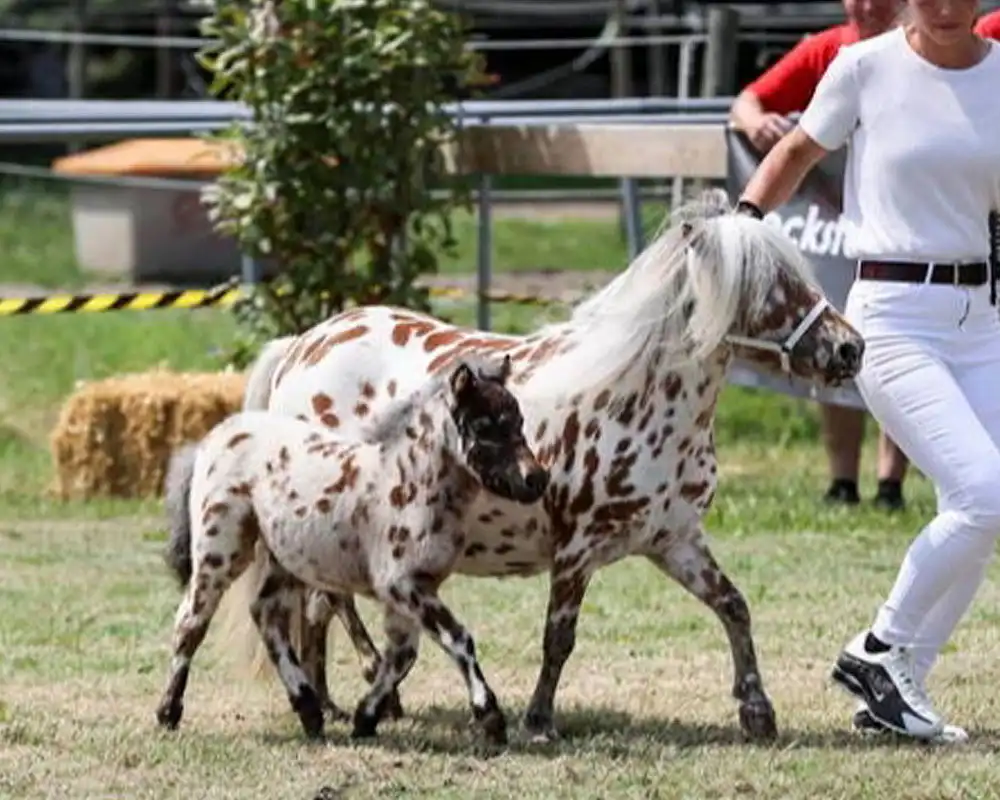 Mühlbächles Domino