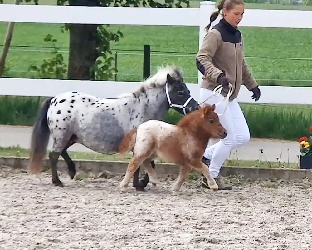 Mühlbächles Dorina