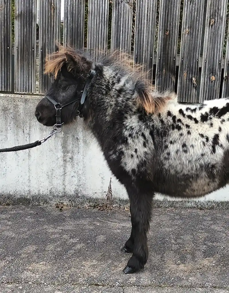 Nacho van de Schuurmanhoeve