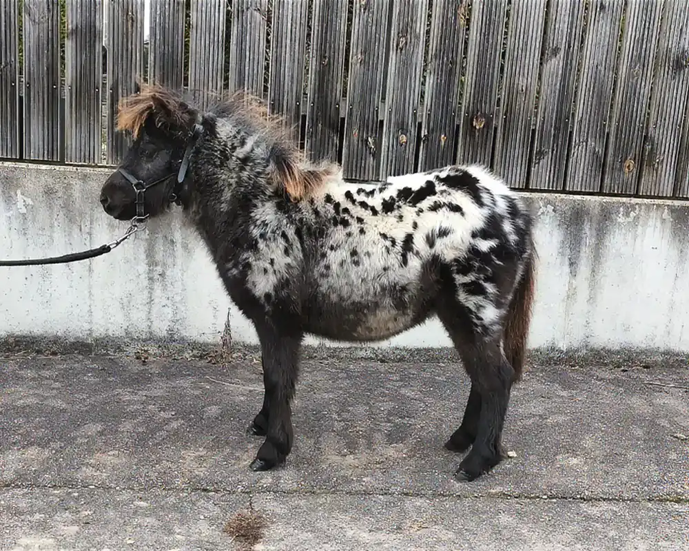 Nacho van de Schuurmanhoeve