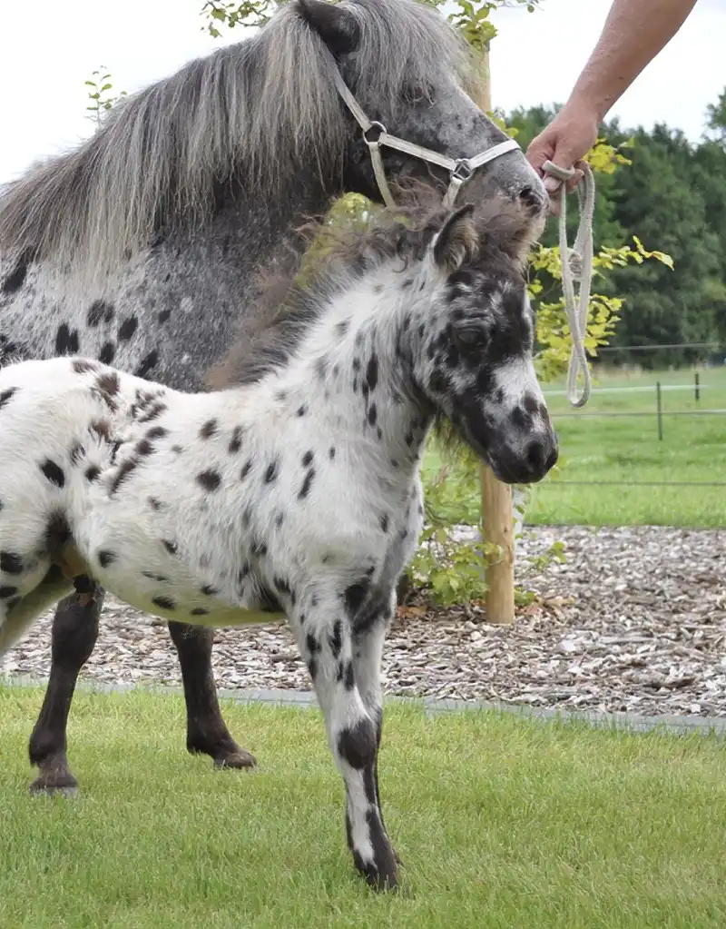 Nirello van de Schuurmanhoeve