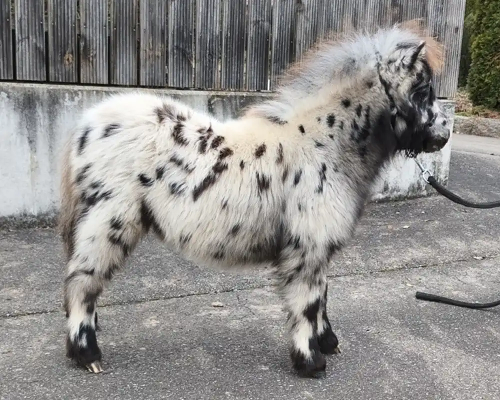 Nirello van de Schuurmanhoeve