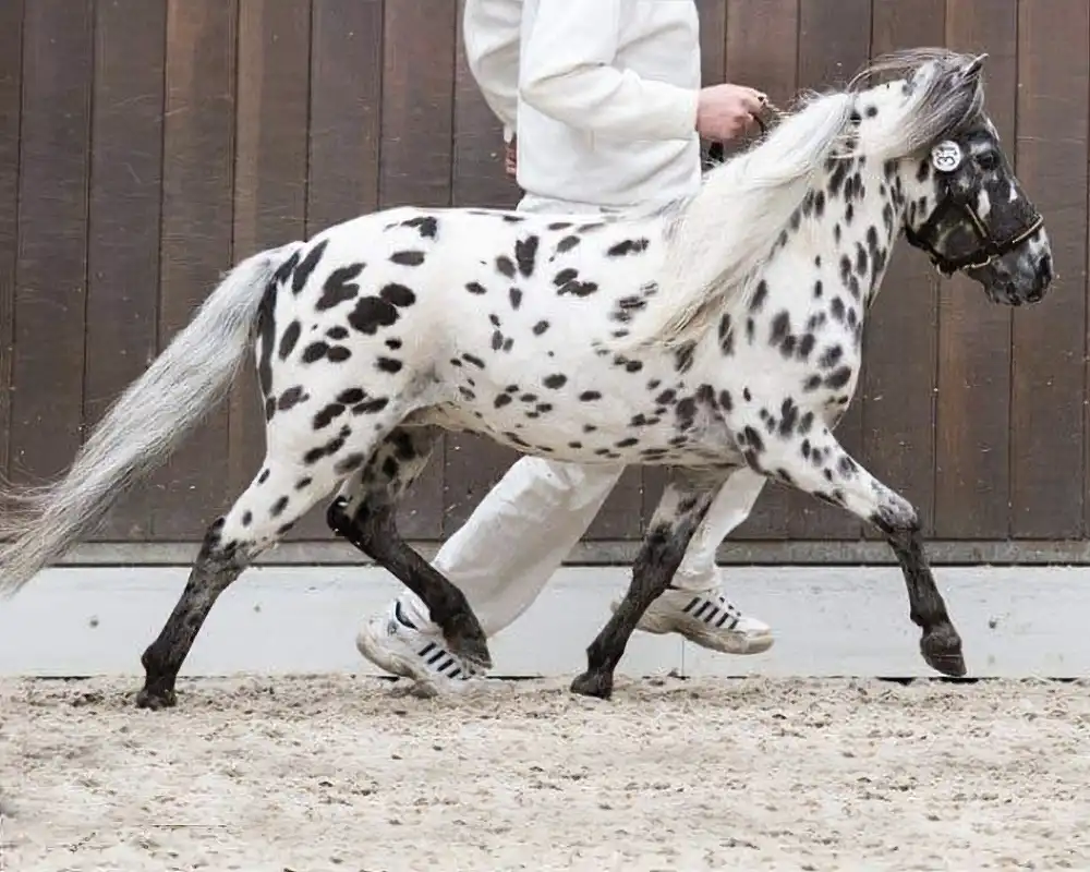 Nirello van de Schuurmanhoeve