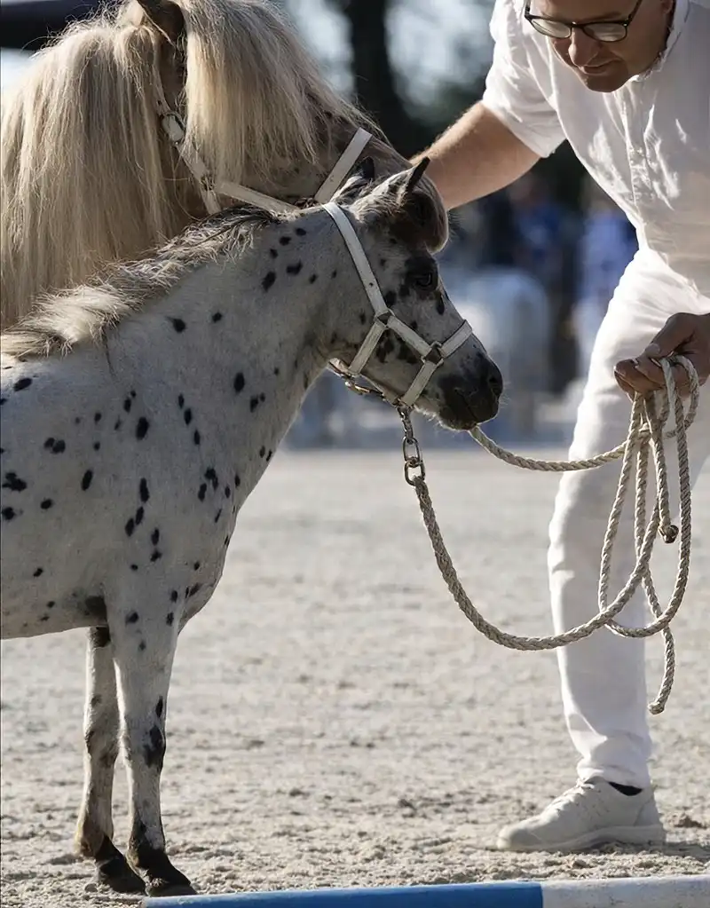 NoJoke van de Poelhof