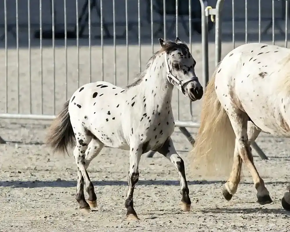 NoJoke van de Poelhof