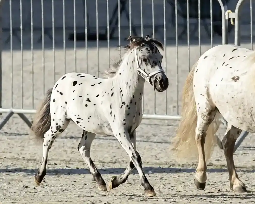 NoJoke van de Poelhof