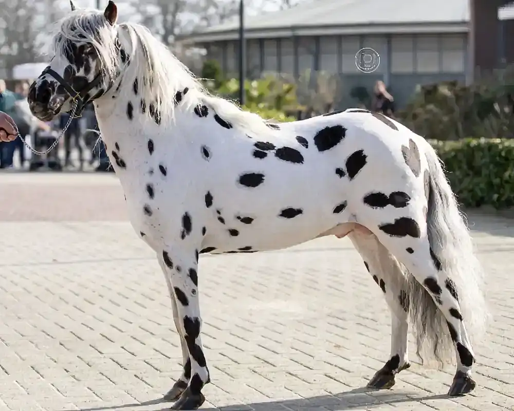 NoJoke van de Poelhof