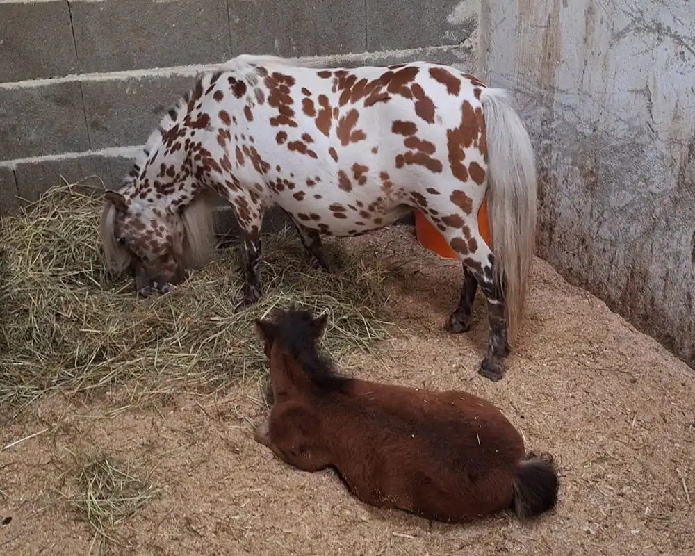 Sylvie van Stal`t Hofke