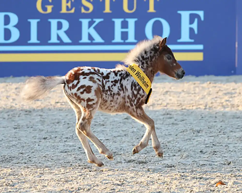 Mühlbächles Tiffany