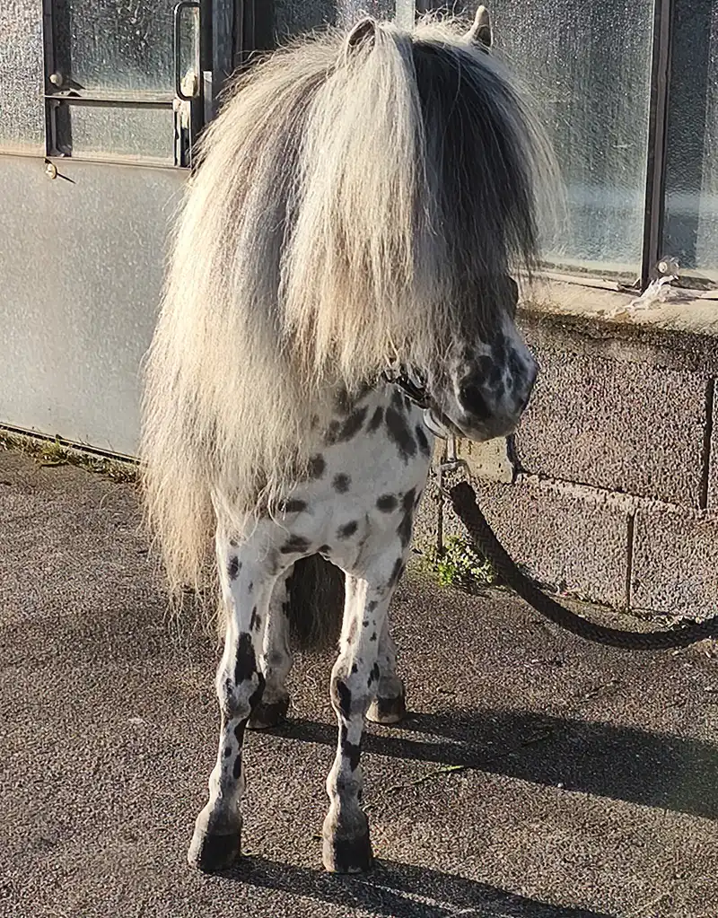 Tjabo van de Rolleman