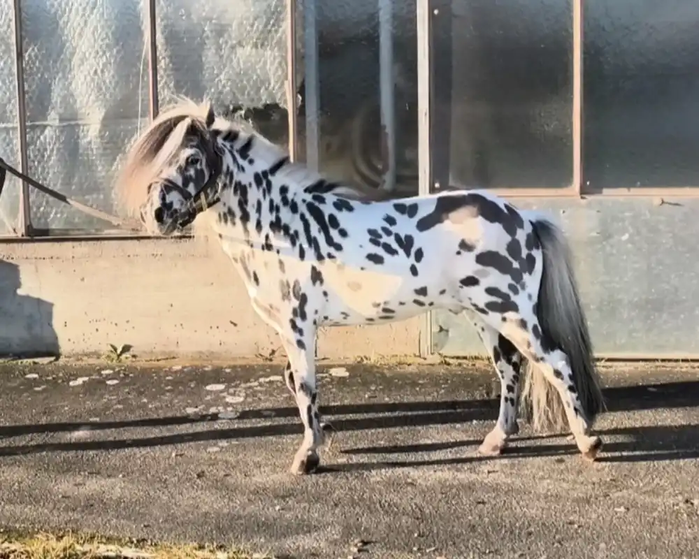 Tjabo van de Rolleman