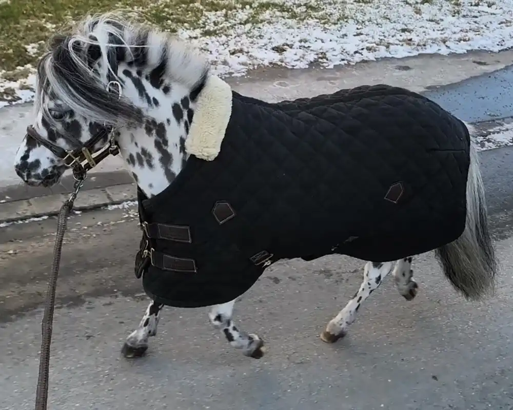 Tjabo van de Rolleman