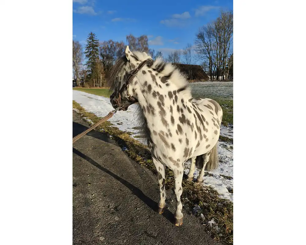 Tjabo van de Rolleman