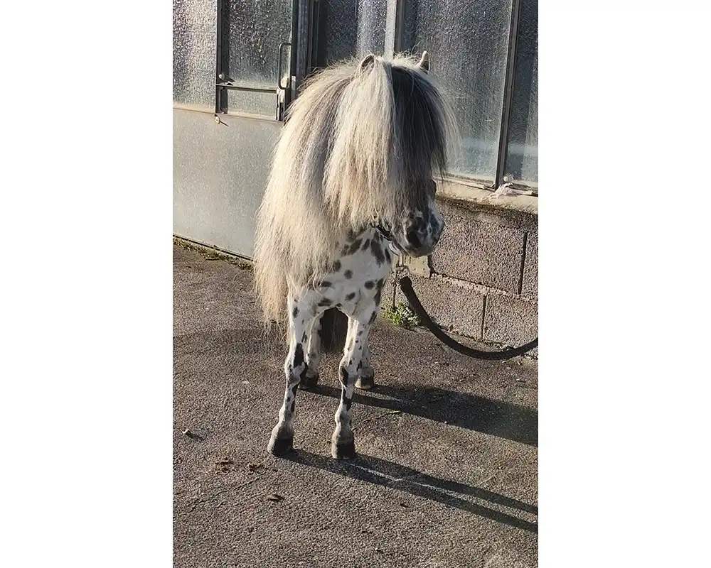 Tjabo van de Rolleman