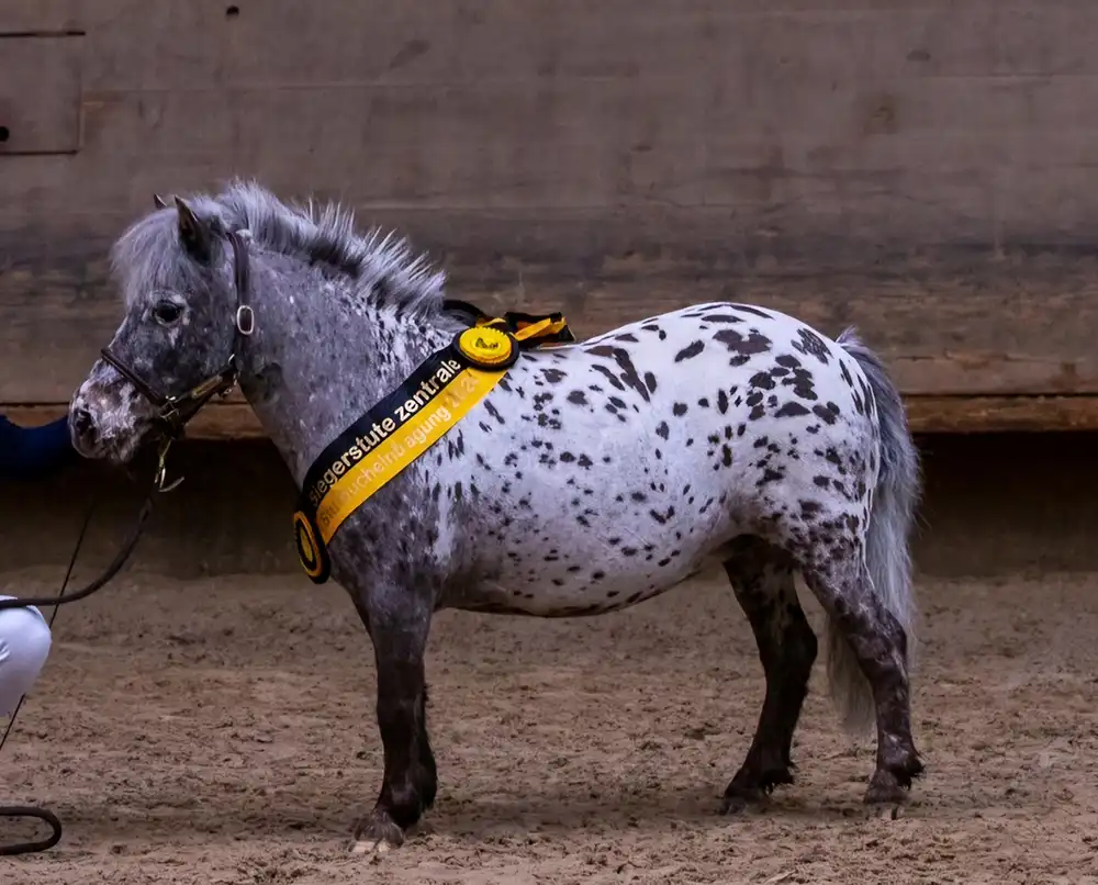 Bibi van Stal´t Hofke