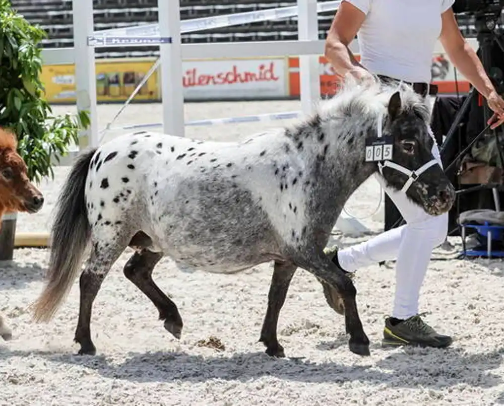 Teuntje van de Bergerhook