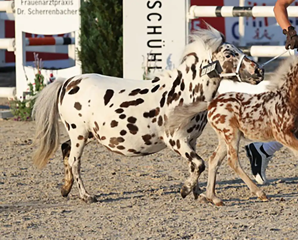 Yolanthe van Stal´t Hofke